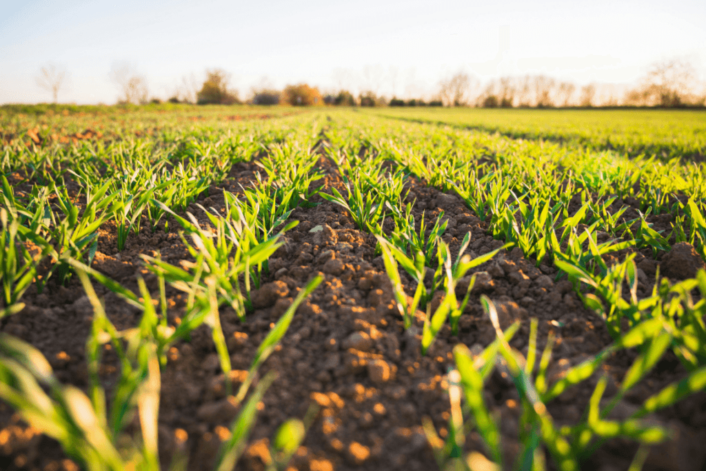LAT Nitrogen to receive state aid funding to decarbonise Ottmarsheim site – News
